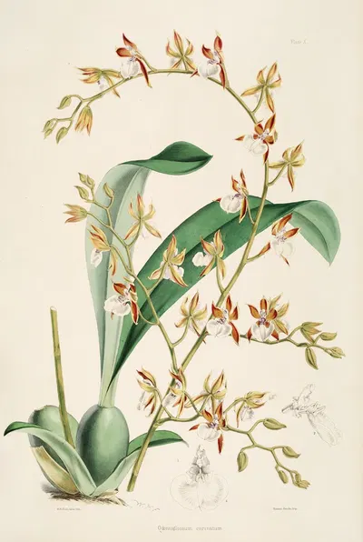A monograph of Odontoglossum Pl.09 by James Bateman, 1874 — digital art print download