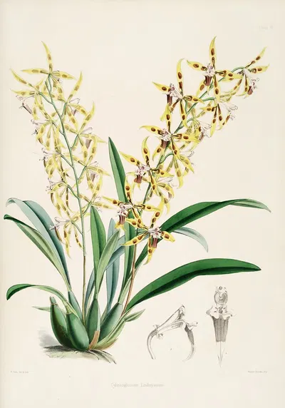A monograph of Odontoglossum Pl.10 by James Bateman, 1874 — digital art print download