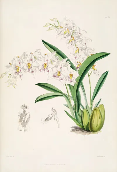 A monograph of Odontoglossum Pl.13 by James Bateman, 1874 — digital art print download