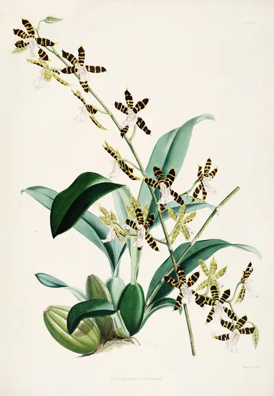 A monograph of Odontoglossum Pl.14 by James Bateman, 1874 — digital art print download