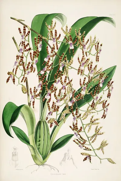 A monograph of Odontoglossum Pl.15 by James Bateman, 1874 — digital art print download