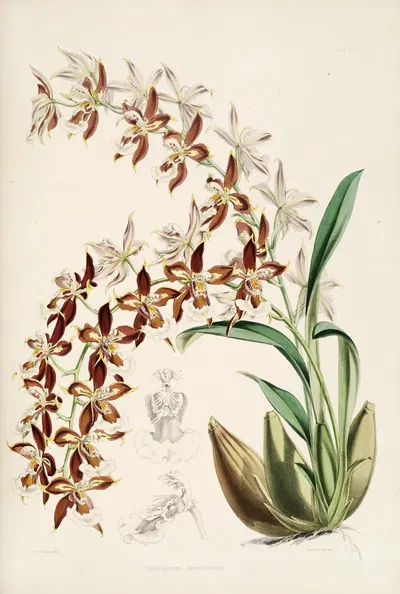A monograph of Odontoglossum Pl.16 by James Bateman, 1874 — digital art print download