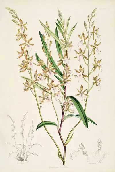 A monograph of Odontoglossum Pl.17 by James Bateman, 1874 — digital art print download