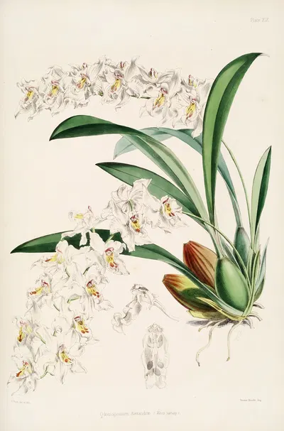 A monograph of Odontoglossum Pl.18 by James Bateman, 1874 — digital art print download