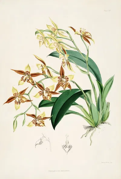 A monograph of Odontoglossum Pl.19 by James Bateman, 1874 — digital art print download