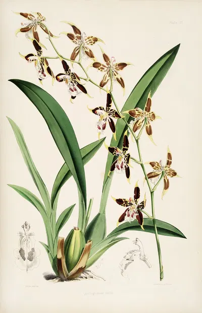 A monograph of Odontoglossum Pl.20 by James Bateman, 1874 — digital art print download