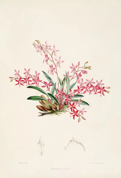 A monograph of Odontoglossum Pl.21 by James Bateman, 1874 — digital art print download
