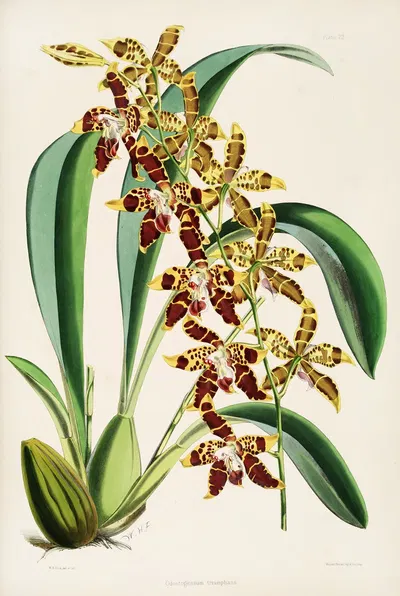 A monograph of Odontoglossum Pl.22 by James Bateman, 1874 — digital art print download