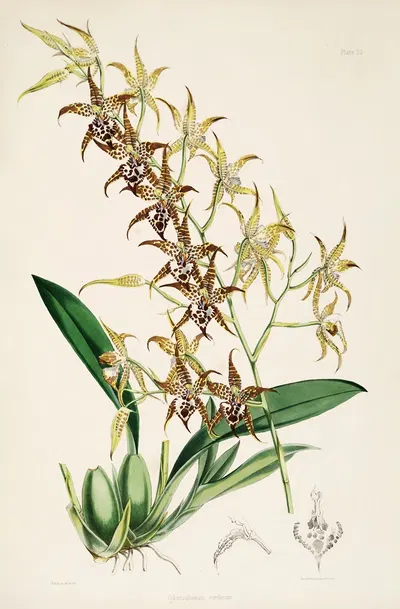 A monograph of Odontoglossum Pl.24 by James Bateman, 1874 — digital art print download