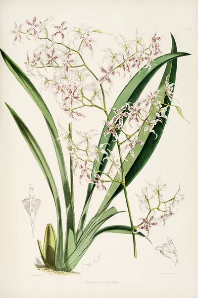 A monograph of Odontoglossum Pl.25 by James Bateman, 1874 — digital art print download