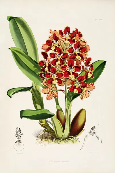 A monograph of Odontoglossum Pl.26 by James Bateman, 1874 — digital art print download