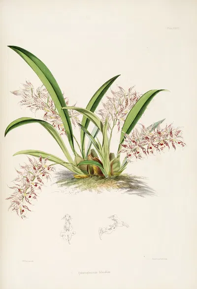 A monograph of Odontoglossum Pl.27 by James Bateman, 1874 — digital art print download
