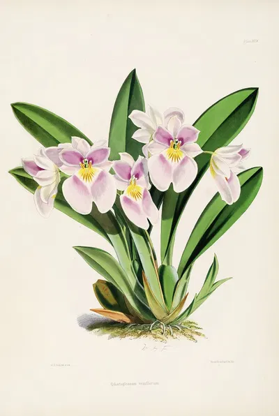 A monograph of Odontoglossum Pl.28 by James Bateman, 1874 — digital art print download