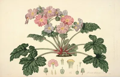 Collectanea botanica Pl.07 by John Lindley, 1821-1826 — digital art print download