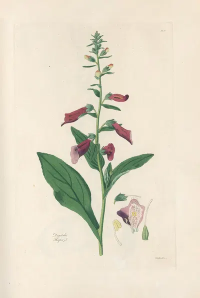 Digitalium monographia Pl.04 by John Lindley, 1821 — digital art print download