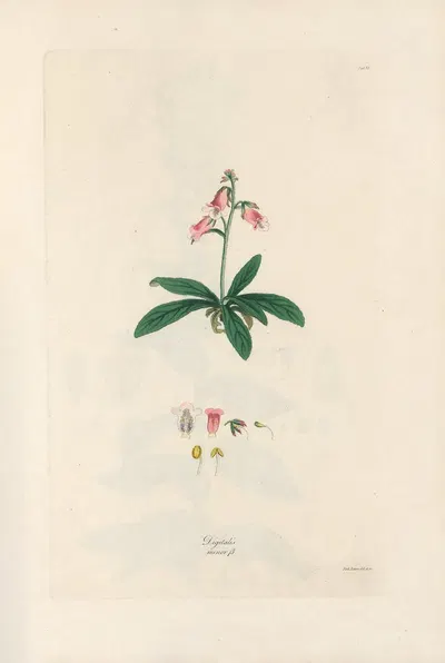 Digitalium monographia Pl.06 by John Lindley, 1821 — digital art print download