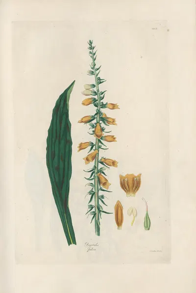 Digitalium monographia Pl.09 by John Lindley, 1821 — digital art print download