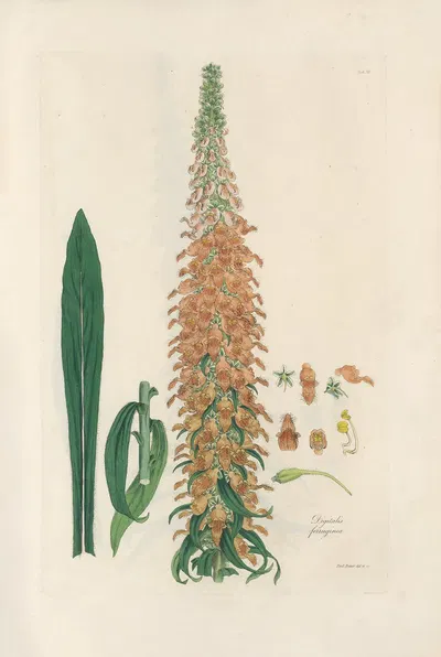 Digitalium monographia Pl.12 by John Lindley, 1821 — digital art print download