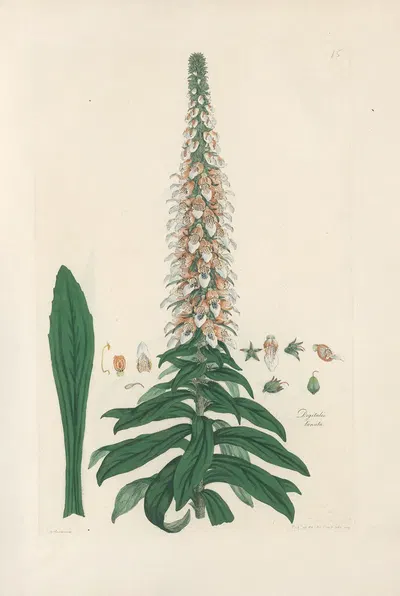 Digitalium monographia Pl.15 by John Lindley, 1821 — digital art print download