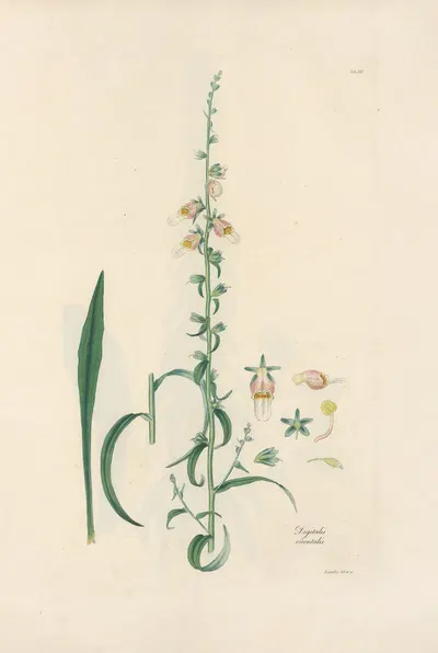 Digitalium monographia Pl.16 by John Lindley, 1821 — digital art print download