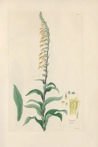 Digitalium monographia Pl.19 by John Lindley, 1821 — digital art print download