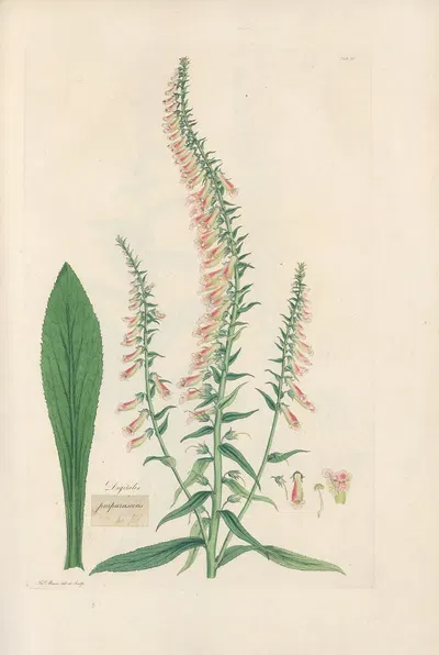 Digitalium monographia Pl.20 by John Lindley, 1821 — digital art print download