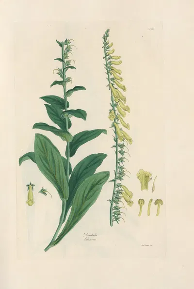 Digitalium monographia Pl.21 by John Lindley, 1821 — digital art print download