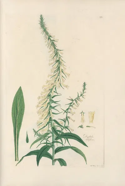 Digitalium monographia Pl.22 by John Lindley, 1821 — digital art print download