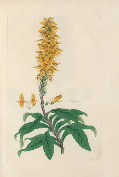 Digitalium monographia Pl.27 by John Lindley, 1821 — digital art print download