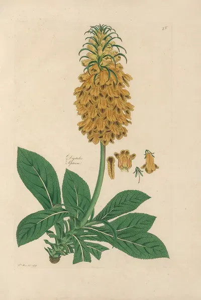 Digitalium monographia Pl.28 by John Lindley, 1821 — digital art print download