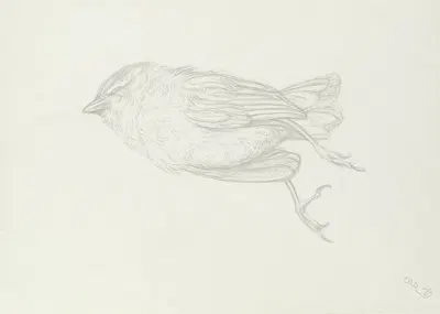 Dead bird by Карл Антон Рейхель, 1939 — digital art print download