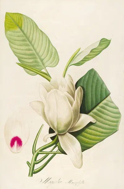 Description des plantes rares cultivees a Malmaison et a Navarre Pl.33 by Pierre-Joseph Redouté, 1813 — digital art print…