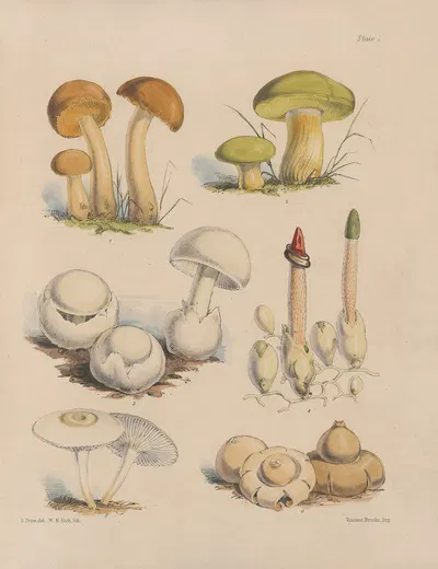Illustrations of the fungi of our fields and woods Pl.01 by Sarah Price, 1864-1865 — digital art print download