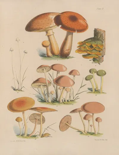 Illustrations of the fungi of our fields and woods Pl.02 by Sarah Price, 1864-1865 — digital art print download