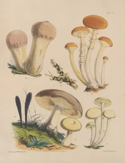 Illustrations of the fungi of our fields and woods Pl.03 by Sarah Price, 1864-1865 — digital art print download