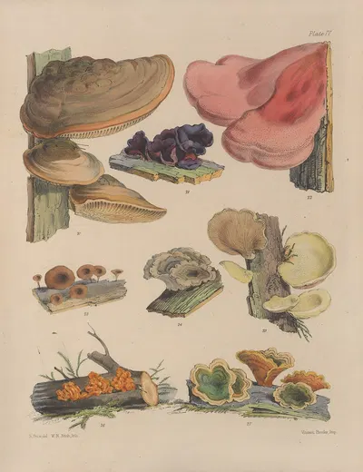 Illustrations of the fungi of our fields and woods Pl.04 by Sarah Price, 1864-1865 — digital art print download