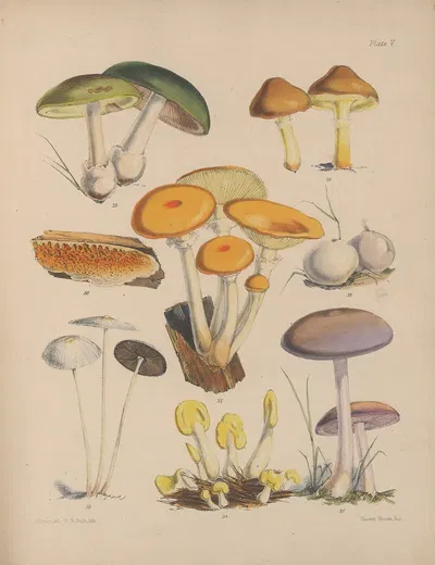 Illustrations of the fungi of our fields and woods Pl.05 by Sarah Price, 1864-1865 — digital art print download