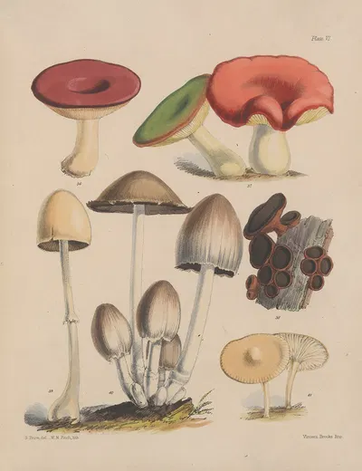 Illustrations of the fungi of our fields and woods Pl.06 by Sarah Price, 1864-1865 — digital art print download
