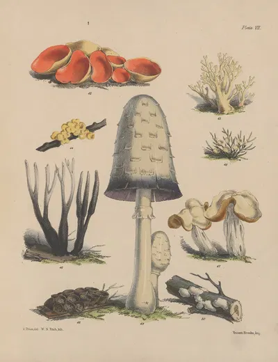 Illustrations of the fungi of our fields and woods Pl.07 by Sarah Price, 1864-1865 — digital art print download