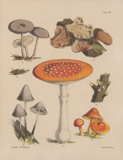 Illustrations of the fungi of our fields and woods Pl.08 by Sarah Price, 1864-1865 — digital art print download