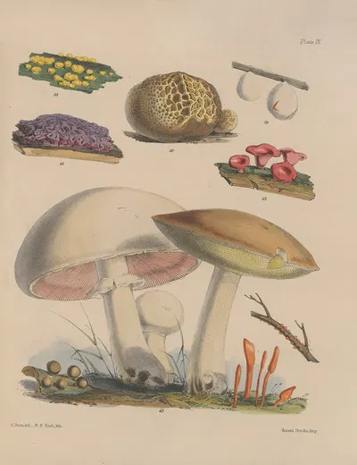 Illustrations of the fungi of our fields and woods Pl.09 by Sarah Price, 1864-1865 — digital art print download