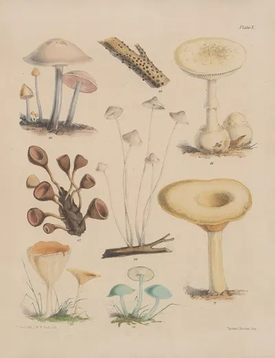 Illustrations of the fungi of our fields and woods Pl.10 by Sarah Price, 1864-1865 — digital art print download