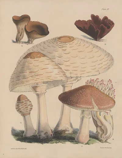 Illustrations of the fungi of our fields and woods Pl.11 by Sarah Price, 1864-1865 — digital art print download