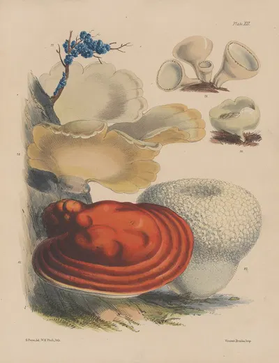 Illustrations of the fungi of our fields and woods Pl.12 by Sarah Price, 1864-1865 — digital art print download