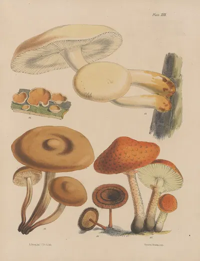 Illustrations of the fungi of our fields and woods Pl.13 by Sarah Price, 1864-1865 — digital art print download