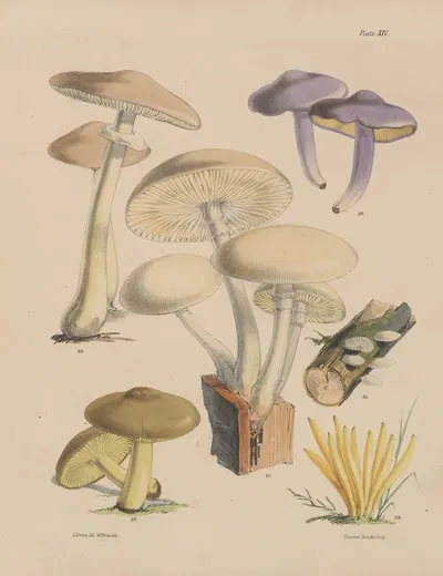 Illustrations of the fungi of our fields and woods Pl.14 by Sarah Price, 1864-1865 — digital art print download