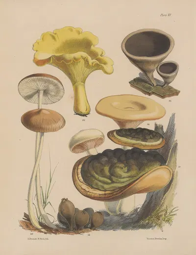 Illustrations of the fungi of our fields and woods Pl.15 by Sarah Price, 1864-1865 — digital art print download