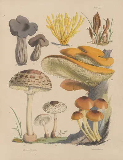 Illustrations of the fungi of our fields and woods Pl.16 by Sarah Price, 1864-1865 — digital art print download