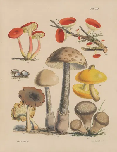 Illustrations of the fungi of our fields and woods Pl.17 by Sarah Price, 1864-1865 — digital art print download