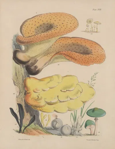 Illustrations of the fungi of our fields and woods Pl.18 by Sarah Price, 1864-1865 — digital art print download